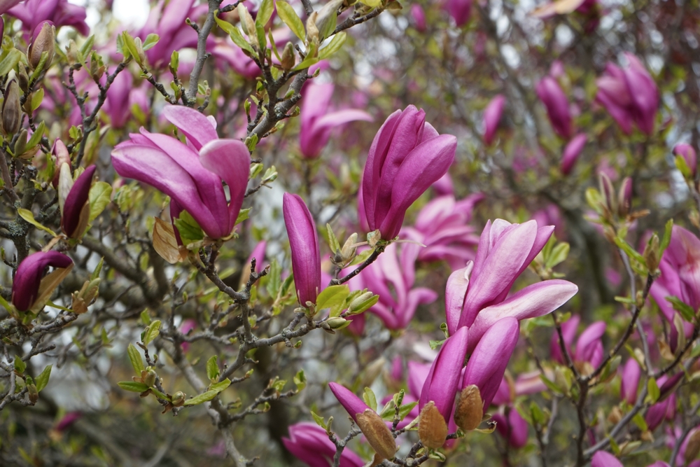 ľaliokvetá magnolia