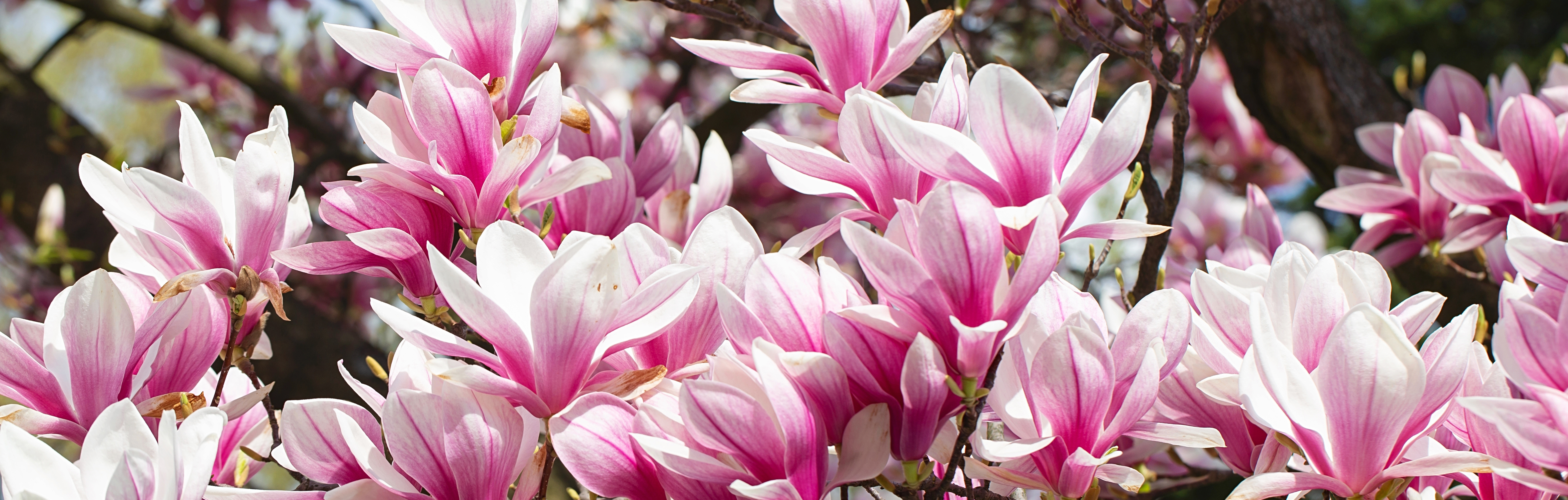 magnolia kvety