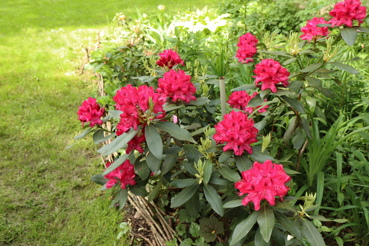 Rododendrony sú vhodnékvitnúce trvalky do tieňa