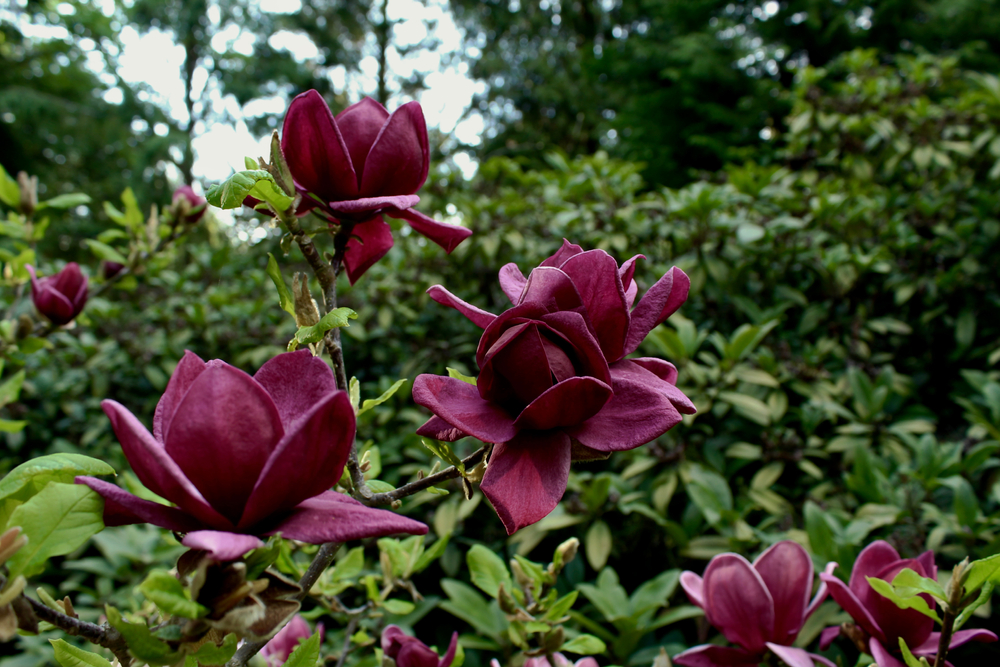 tmavoružová magnolia genie