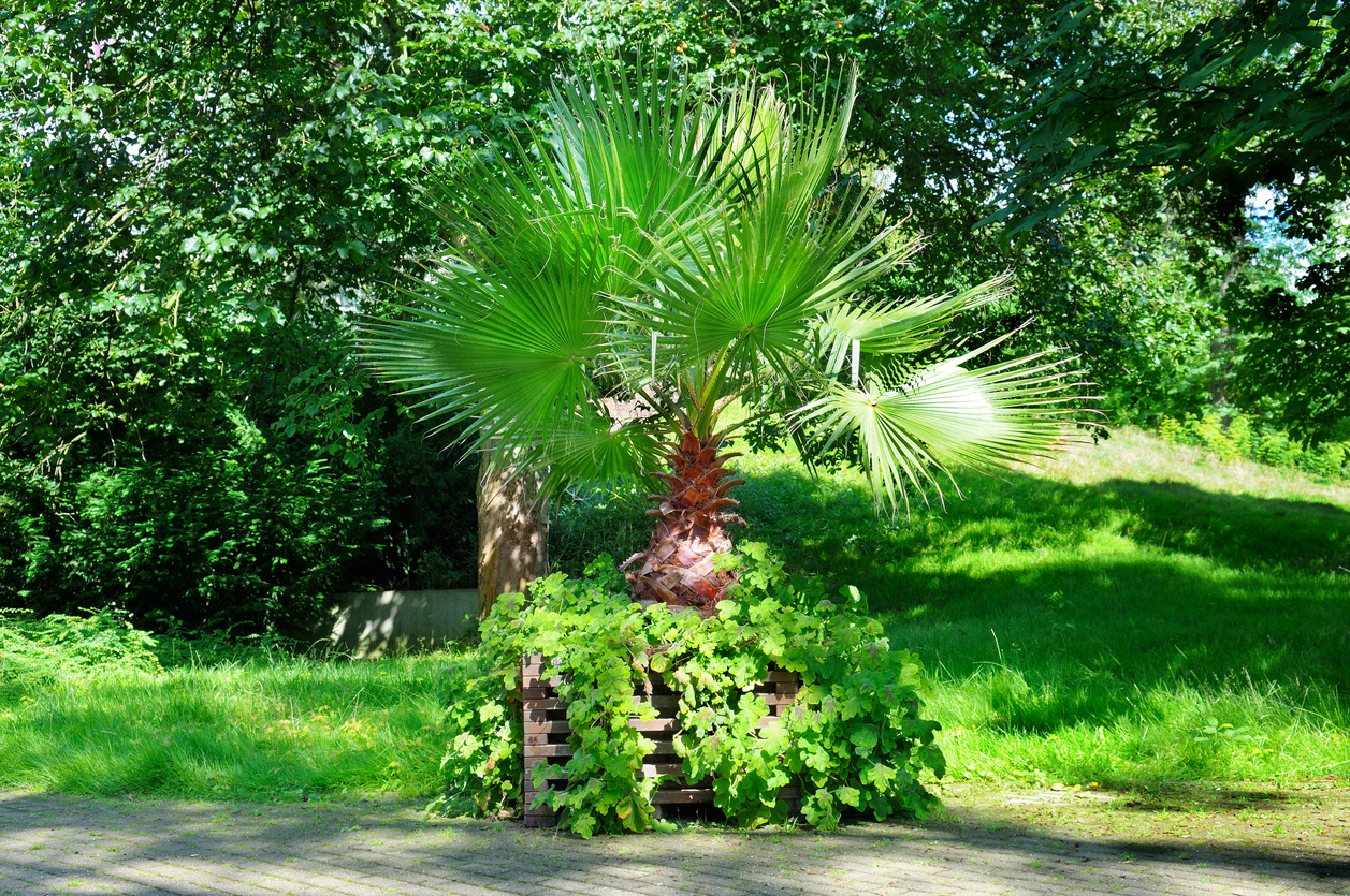 pestovanie palmy