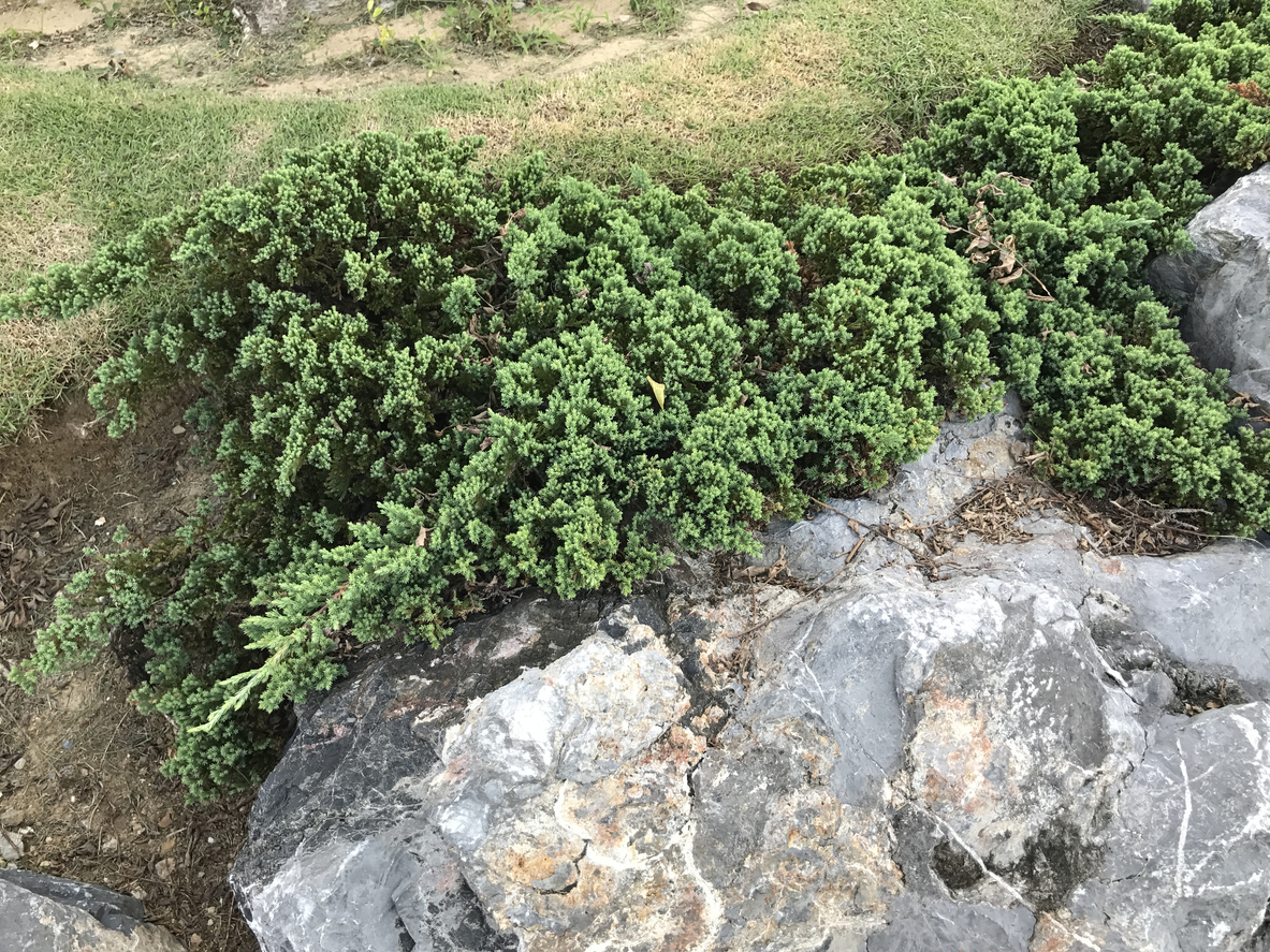 Plazivá borievka- Juniperus horizontalis