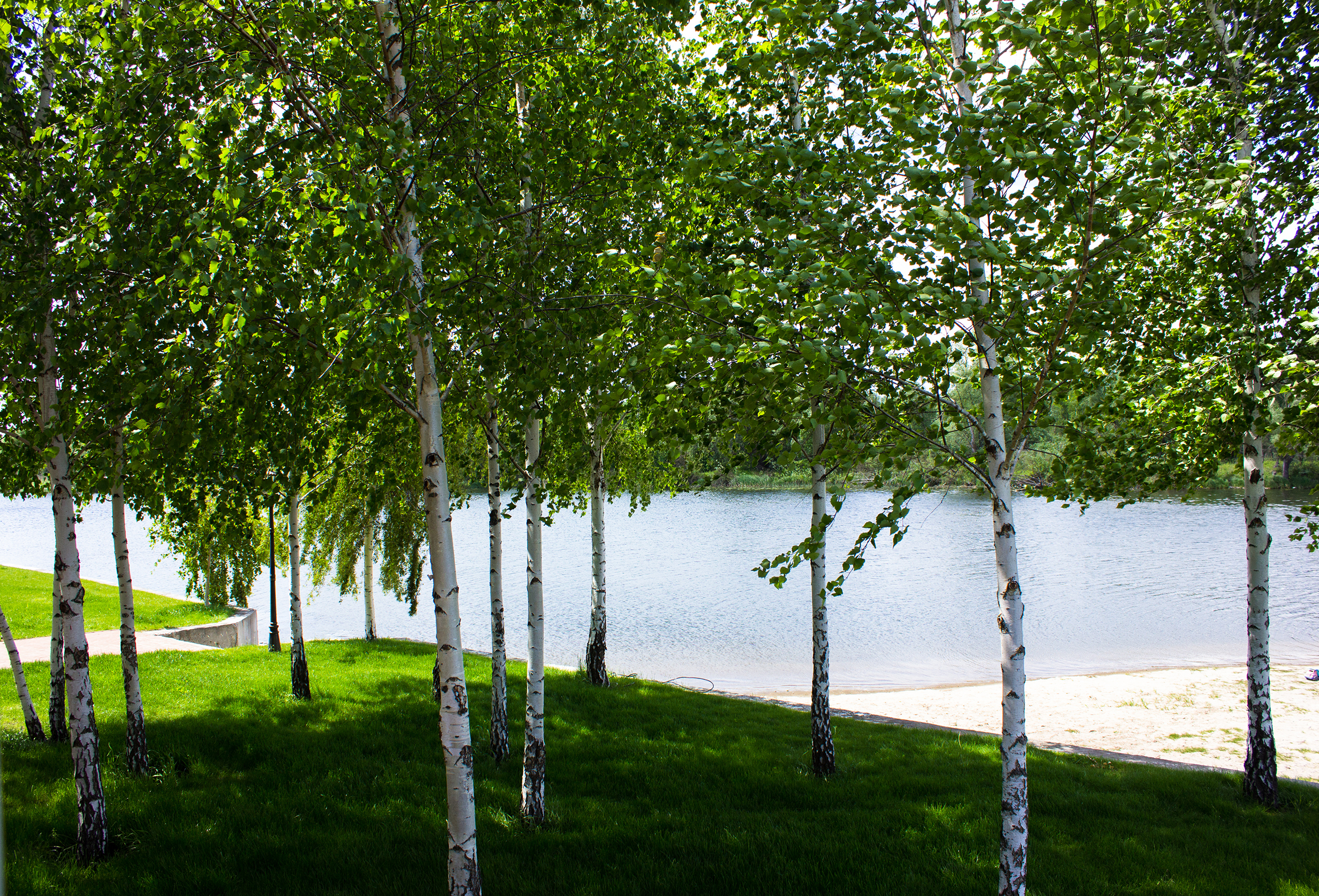 Betula pendula - breza previslá
