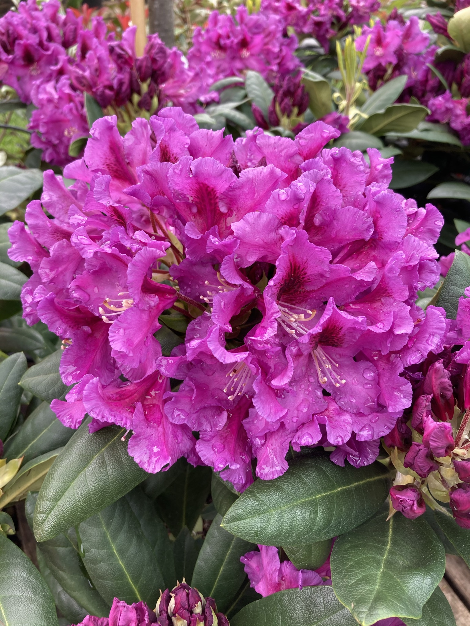 Rododendras Rasputin Rododendron ´ Rasputin ´ | Rhododendron ´ Rasputin ´ Clt.5 | landart.sk