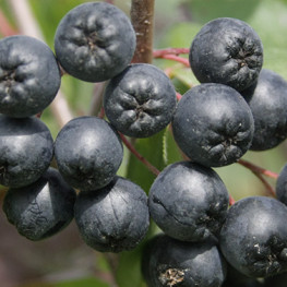 Ozvláštnite si záhradu farebnými rastlinami: Modré a čierne plody v záhrade