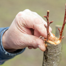 Ako na úspešné vrúbľovanie stromov?