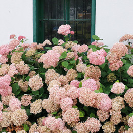 Kvitnúci ker do každej záhrady: Vypestujte si hortenziu