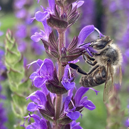 ​  Najlepšie medonosné rastliny a kvety pre včely