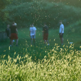 Záhrada, ktorú ocenia aj alergici: Ako by mala vyzerať?