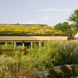 Extenzívne zelené strechy: Moderné eko varianty takmer bez údržby