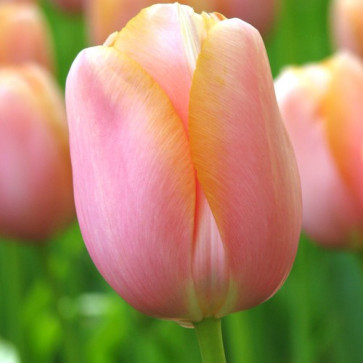 cibuloviny - Tulip ´  Menton ´