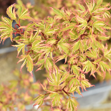 Acer palmatum ´ Butterfly ´ Clt.35
