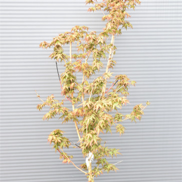 Acer palmatum ´ Bi-Hoo ´ Clt.15