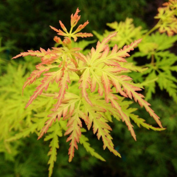 Acer palmatum ´ Dissectum Seiryu ´ Clt.15