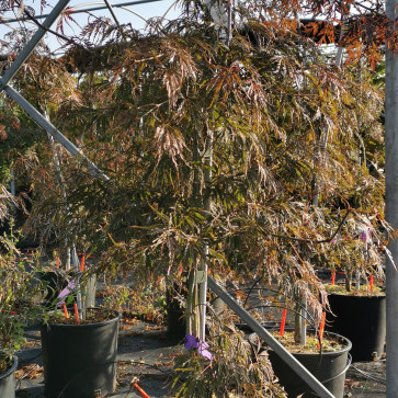 Acer palmatum ´ Dissectum Tamukeyama ´ Clt.20 1/2 Štandard