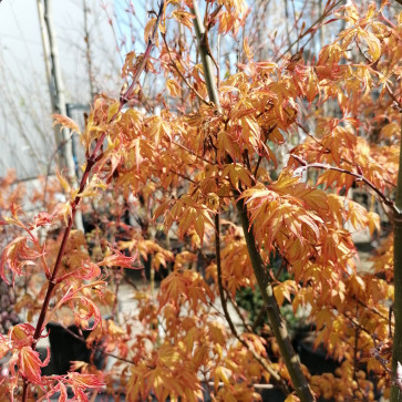 Acer palmatum ´ Orange Dream ´ Clt.10