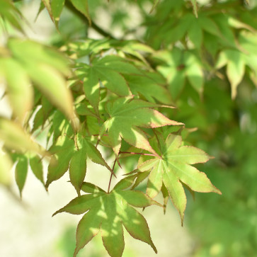 Acer Palmatum ´ Osakazuki ´ Clt.30l 190 - 220 cm