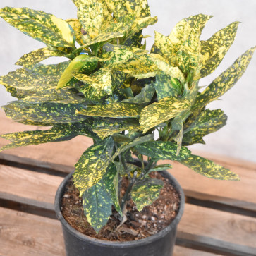 Aucuba japonica ´ Crotonifolia Gold ´ Clt.10