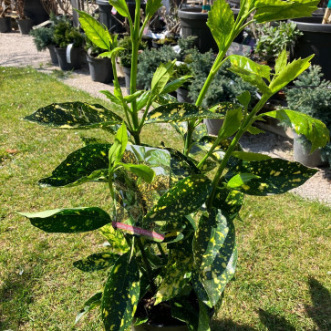Aucuba japonica ´ Crotonifolia ´ Clt.2