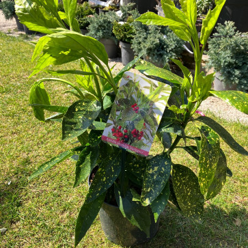 Aucuba japonica ´ Variegata ´ Clt.2