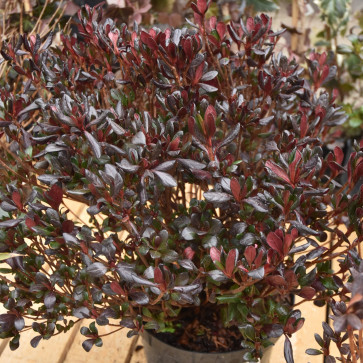 Azalea japonica ´ Johanna´ Clt.9