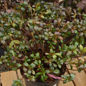 Azalea japonica ´ Mistra ´ Clt.9
