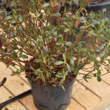 Azalea japonica ´ Occhio di pernice´ Clt.9