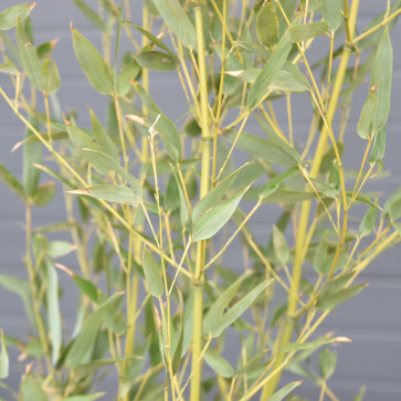 Bambusa /Phyllostachys/ ´ Aurea ´ Clt.18
