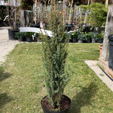 Juniperus communis ´ Arnold ´ Clt.3