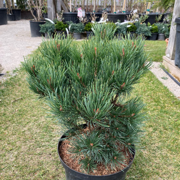 Pinus nigra ´ Green Tower ´ Clt.5