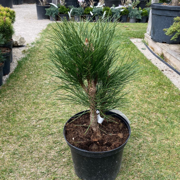 Pinus sylvestris ´ Watereri ´ Clt.5