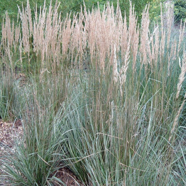 Calamagrostis acutiflora ´ Overdam´ K9