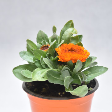 Calendula officinalis oranžová  P14