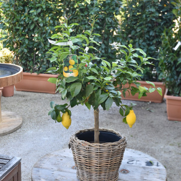 Citrus limonum ( Limone ) Clt.7