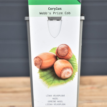 Corylus ´ Webb´s Prize Cob´ Clt.2 30-40 cm