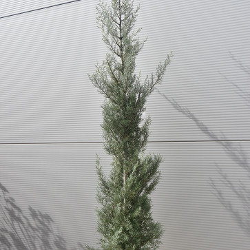 Cupressus arizonica ´ Fastigiata ´ Clt.18 175-200 cm