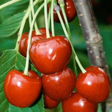 Prunus avium ´ Lapins ´ podp. Colt Clt.10