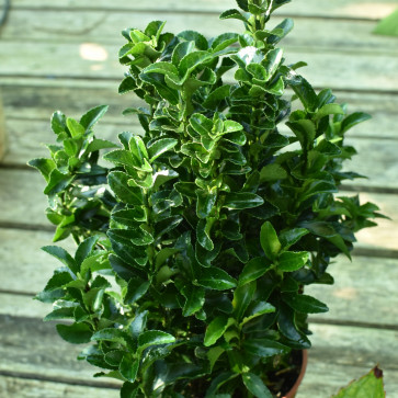 Euonymus japonicus ´ Green Spire ´ Clt.1,5