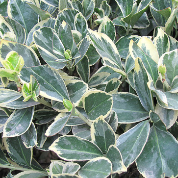 Euonymus japonicus ´ Silver King ´  Clt.3
