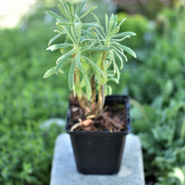Euphorbia characias wulfenii K9