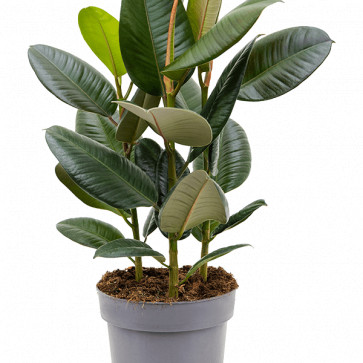 Ficus elastica ´ Robusta ´ Clt.ø19cm 40x55 cm