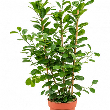 Ficus microcarpa ´ Moclame ´ Clt.ø24cm 40x100 cm