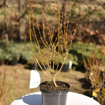 Forsythia intermedia ´ Minigold ´ Clt.3