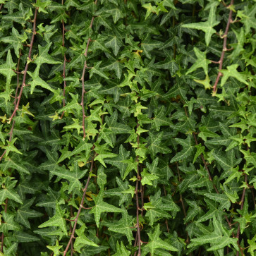 Hedera helix ´ Sagittifolia ´ Clt.2