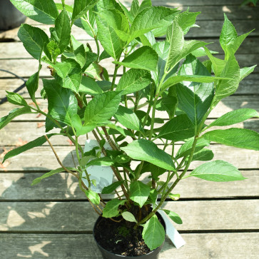 Hydrangea macrophylla ´ Mariesii Perfecta ´ Clt.2