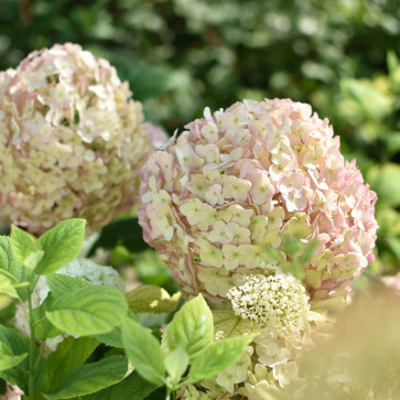 Hydrangea arborescens ´ Candybelle Bubblegum ´ Clt.7,5