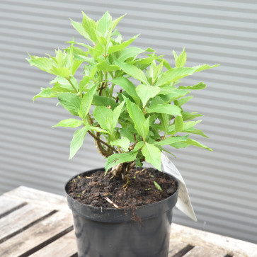 Hydrangea paniculata ´ Levana ´ Clt.3 30-40 cm