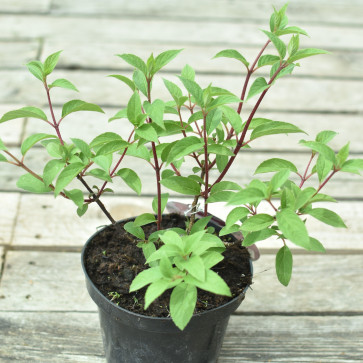 Hydrangea paniculata ´ Vanille Fraise ´ Clt.1,5