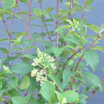 Hydrangea paniculata ´ Vanille Fraise ´ ® Clt.10
