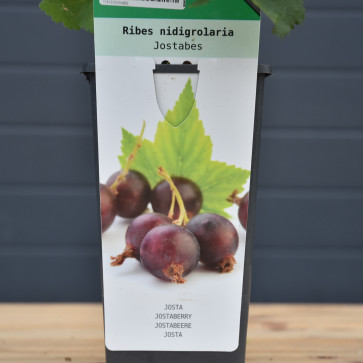 Ribes nidigrolaria´ Jostabes ´ Clt.2 30-40 cm